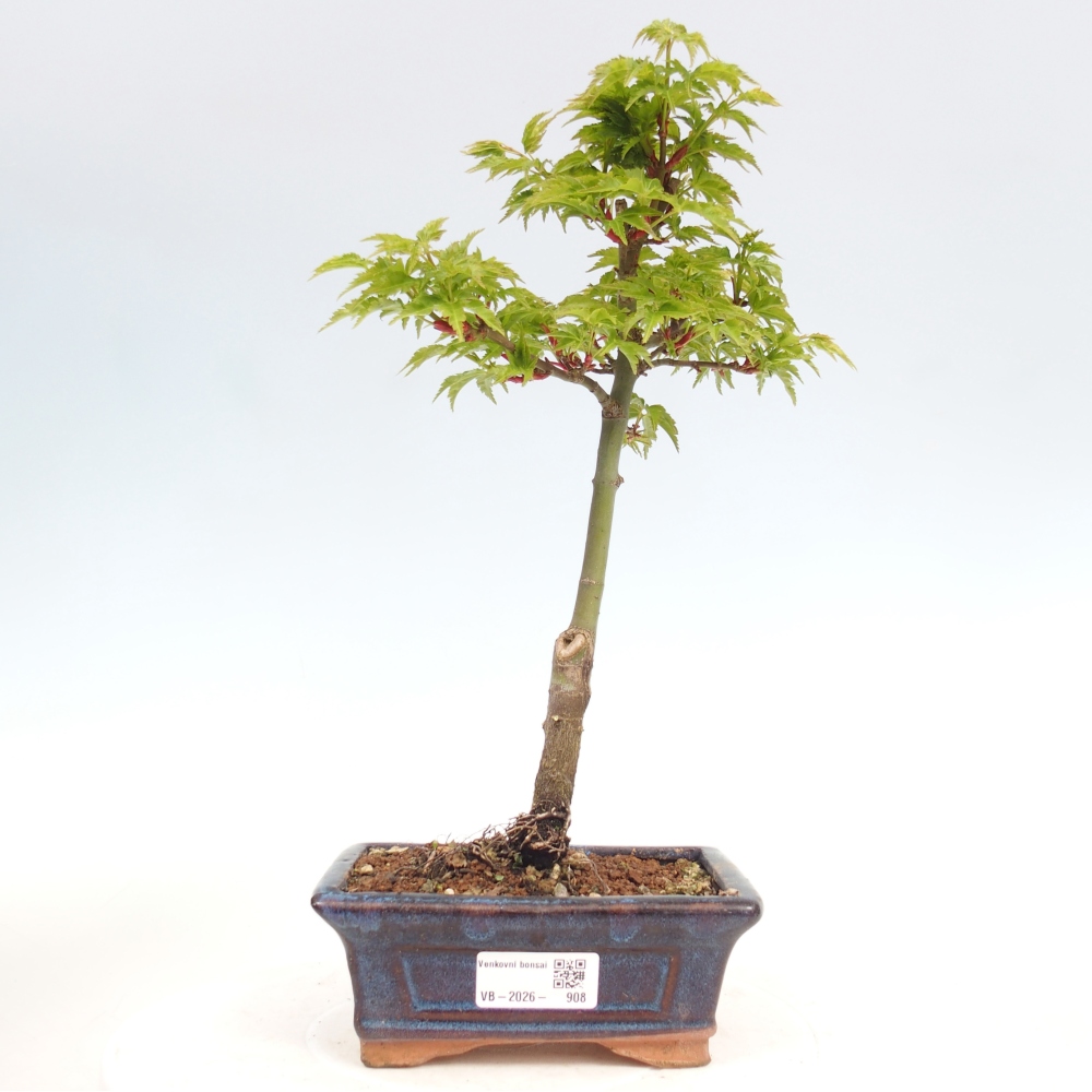Outdoor bonsai -Javor small-leaved SHISHIGASHIRA