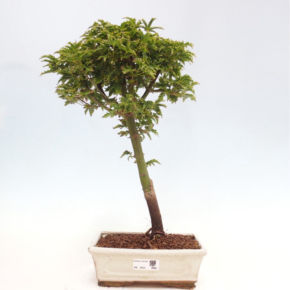 Outdoor bonsai - Acer palmatum Shishigashira maple