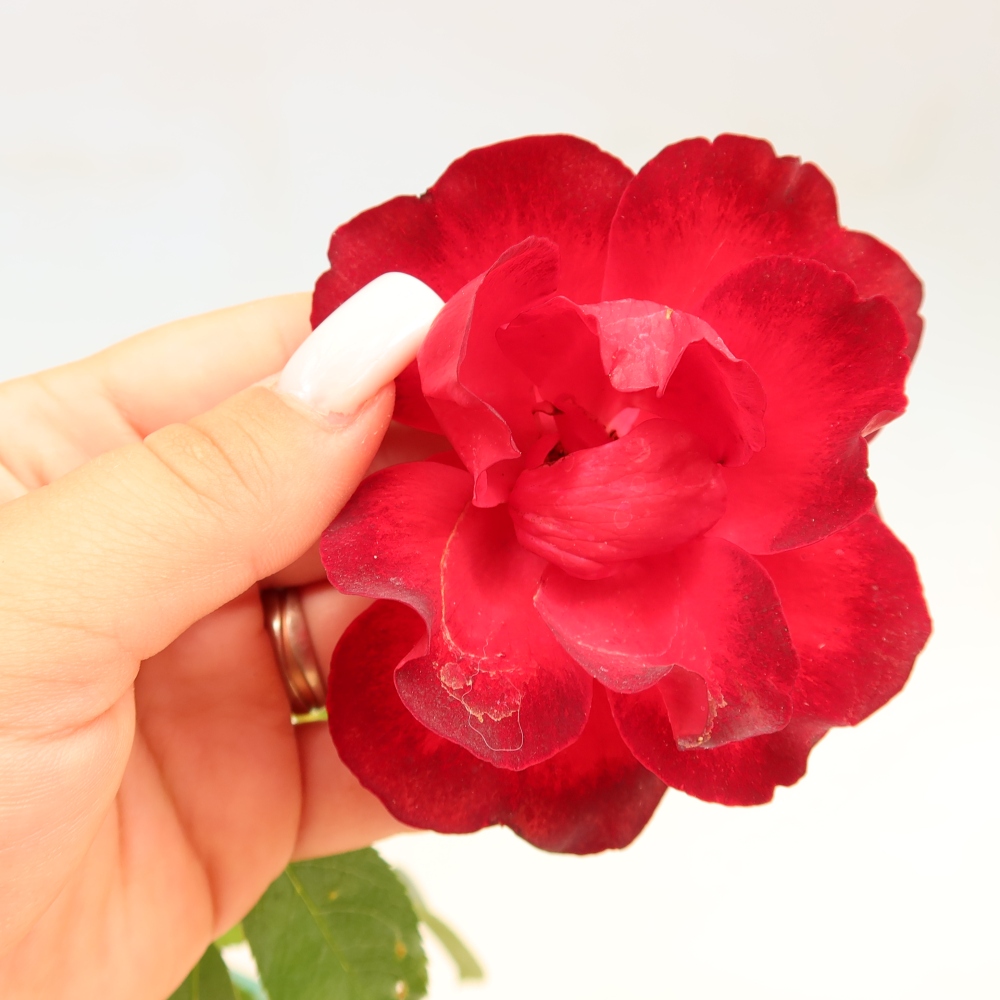 Outdoor Bonsai - Rosa Kordes - Rose
