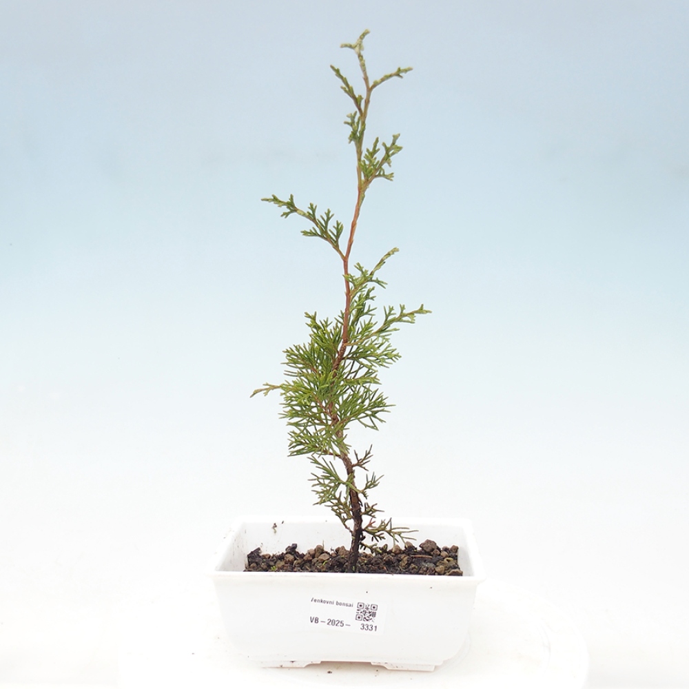 Outdoor bonsai - Juniperus chinensis Itoigawa - Chinese juniper