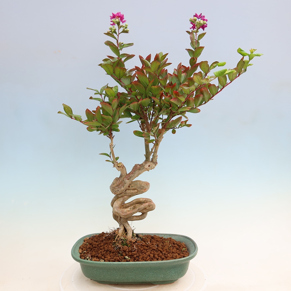 Indoor Bonsai - Lagerstroemia indica - Indian Lilac