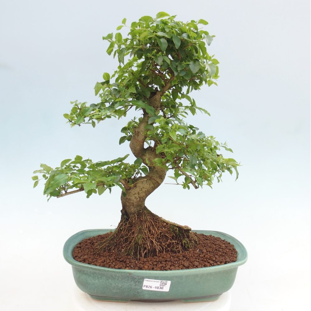 Room bonsai -Ligustrum chinensis - Birds Beak