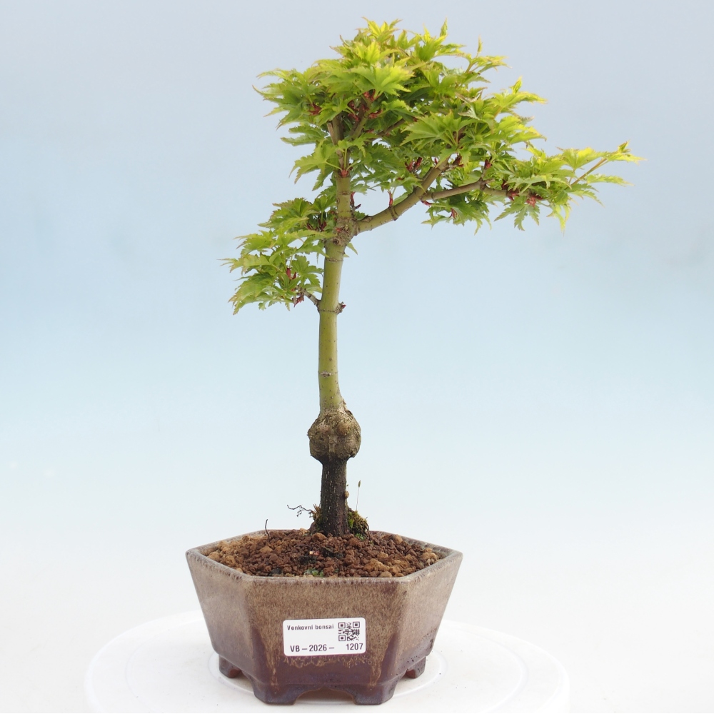 Outdoor bonsai -Javor palm Acer palmatum Shishigashira