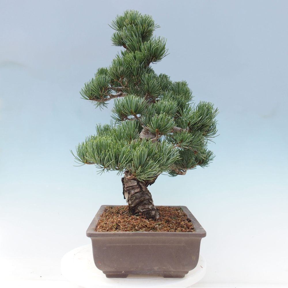 Outdoor bonsai - Pinus parviflora - Small pine tree
