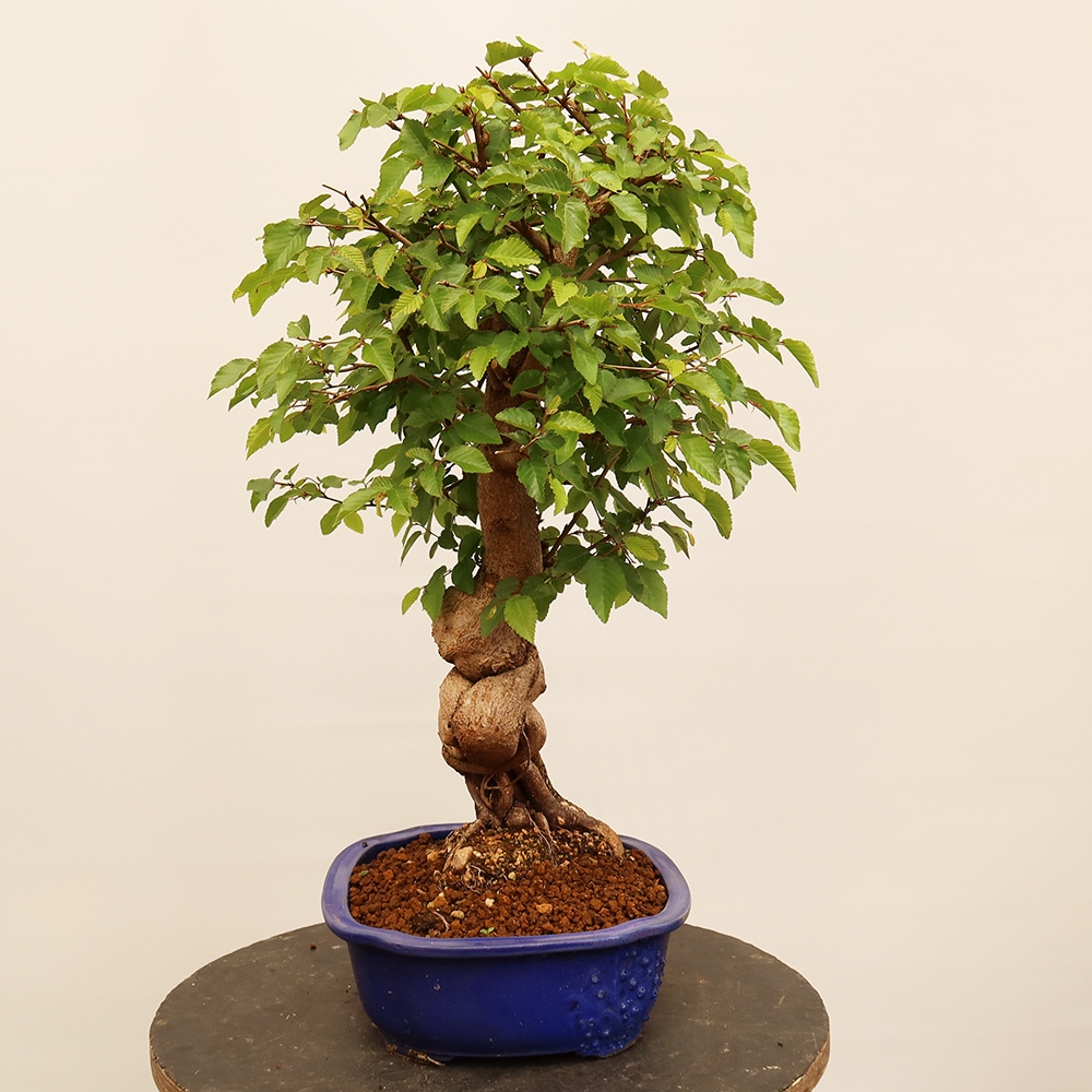 Outdoor bonsai - Carpinus Coreana - Korean hornbeam