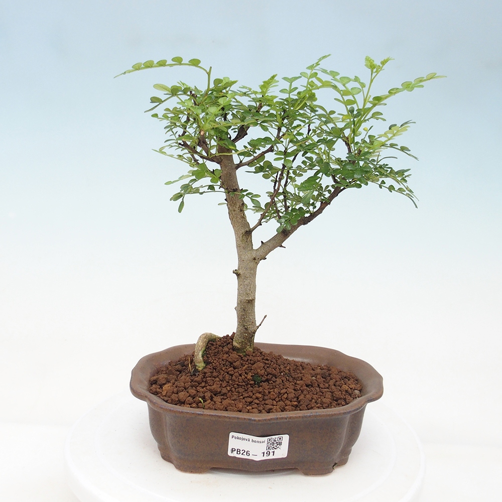 Room bonsai - Zantoxylum piperitum - pepper tree