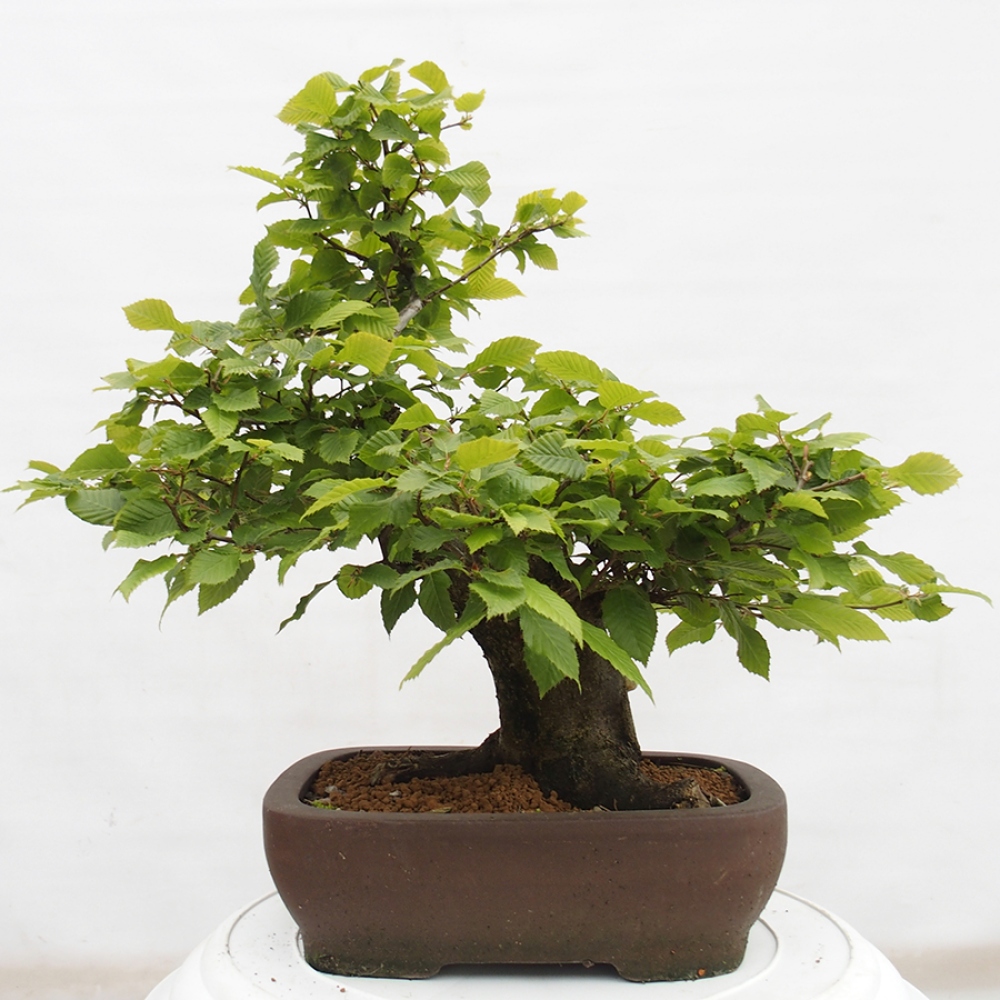 Outdoor bonsai - Hornbeam - Carpinus betulus