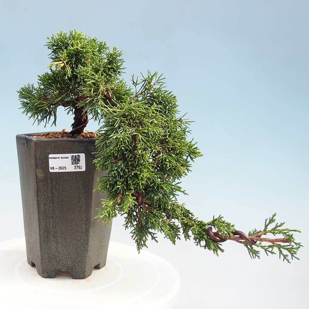 Outdoor bonsai - Juniperus chinensis Kishu - Chinese Juniper