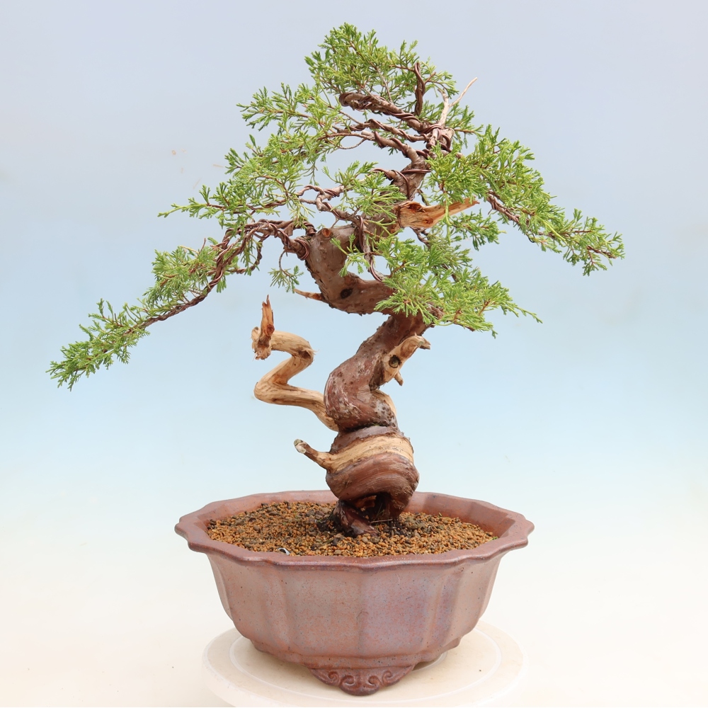 Outdoor Bonsai - Juniperus chinensis Itoigawa - Chinese Juniper