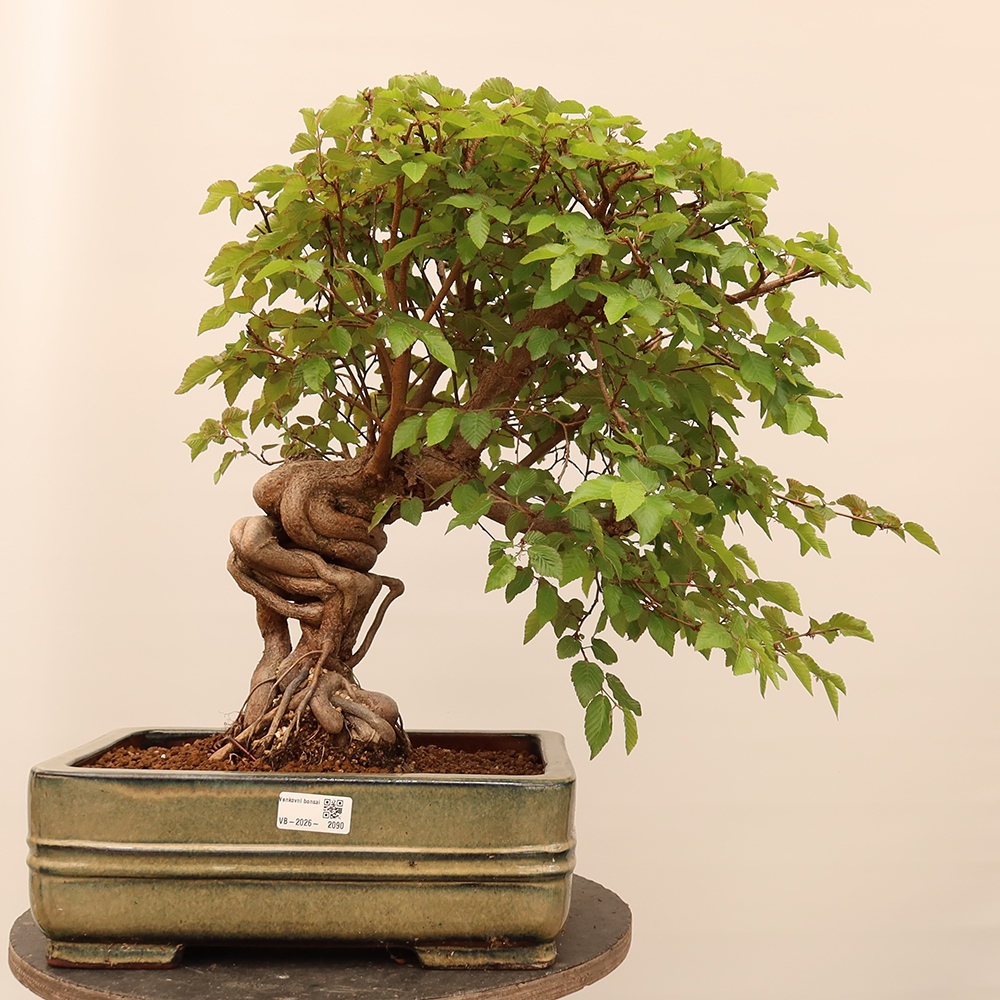 Outdoor bonsai - Carpinus Coreana - Korean hornbeam