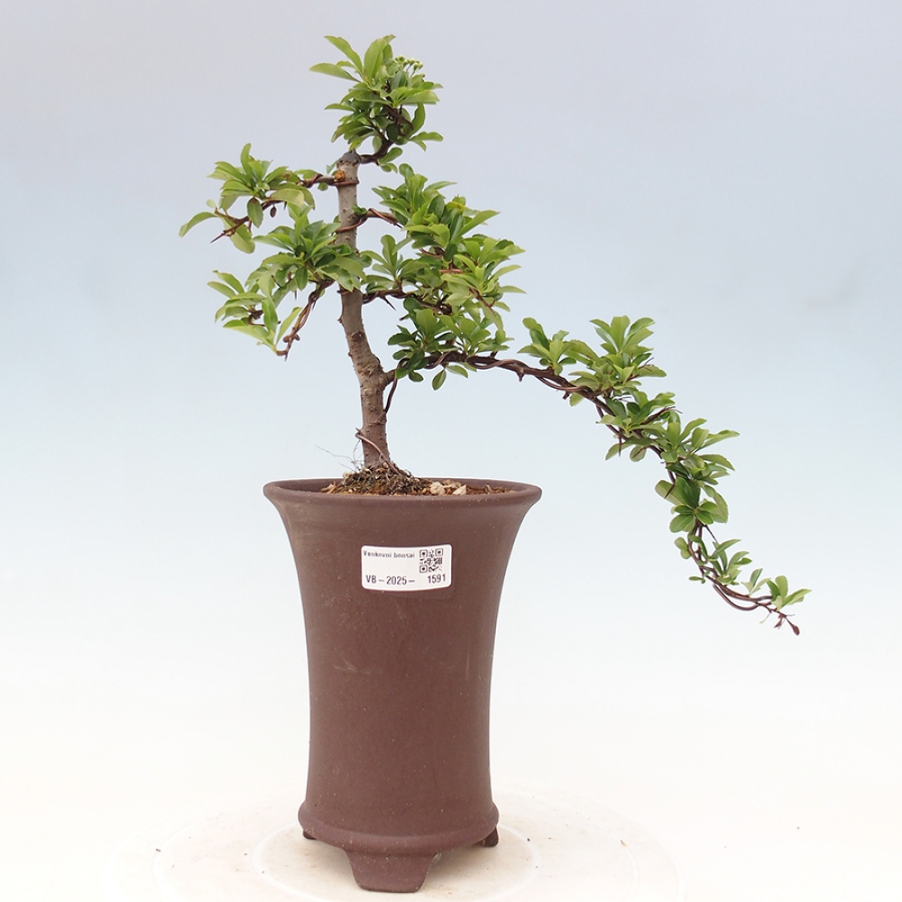 Outdoor Bonsai-Pyracanta Teton -Bakery