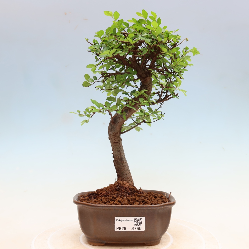 Room bonsai - Ulmus parvifolia - Small-leaved elm