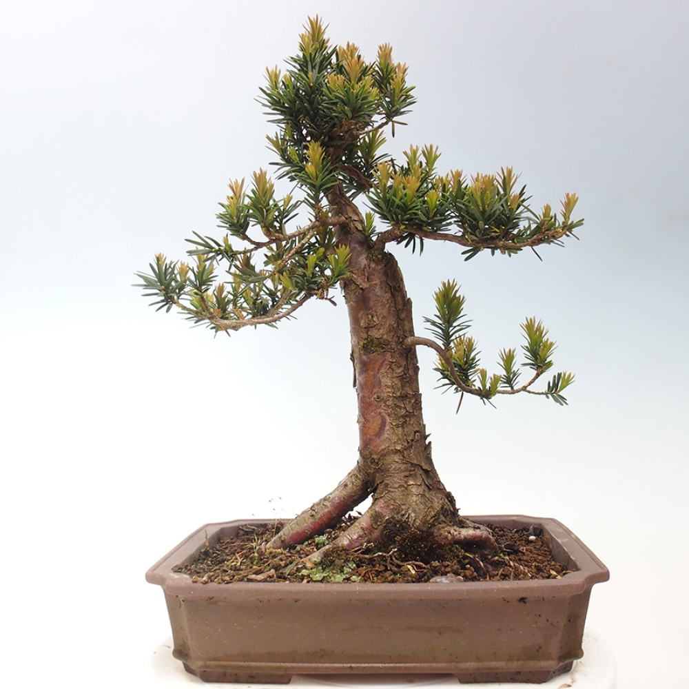 Outdoor bonsai - Taxus cuspidata - Japanese yew