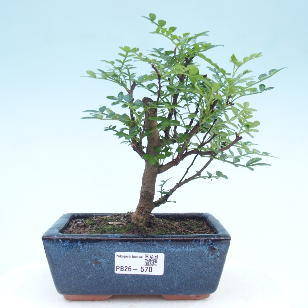 Room bonsai - Zantoxylum piperitum - pepper tree
