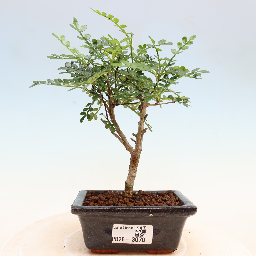 Room bonsai - Zantoxylum piperitum - pepper tree