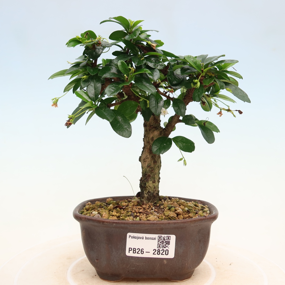 Room bonsai - Carmona macrophylla - Tea fuki