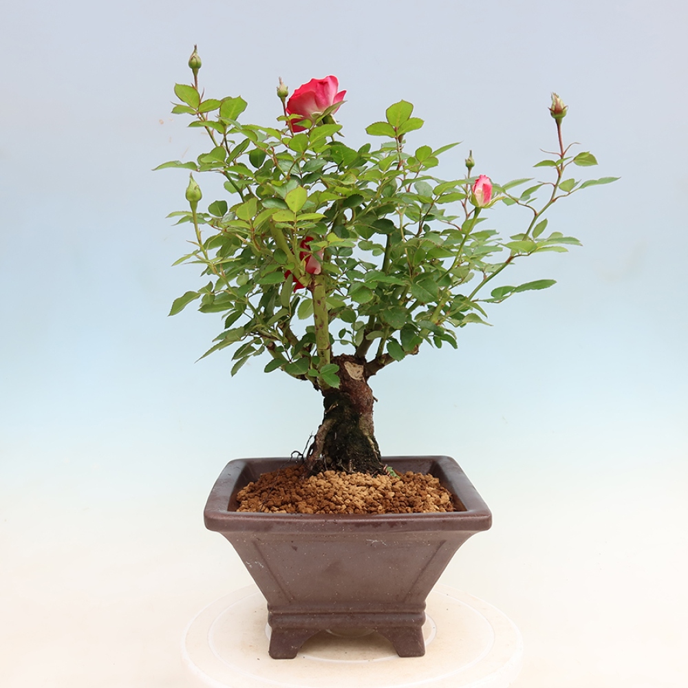 Outdoor Bonsai - Rosa Kordes - Rose