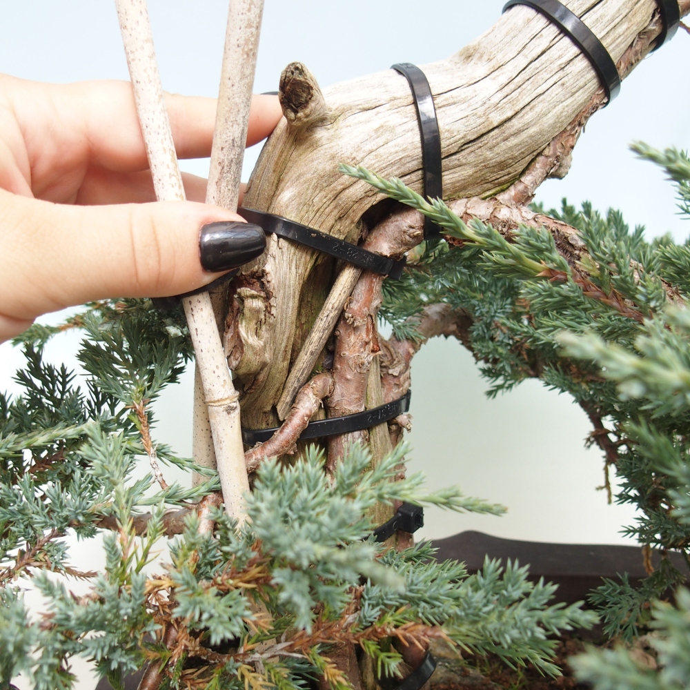 Outdoor bonsai - Juniperus  - Prostrate Juniper