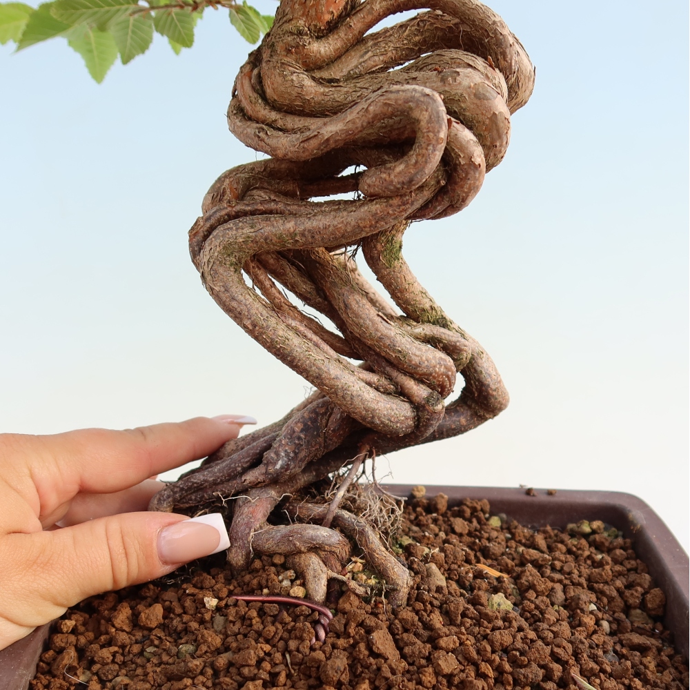 Outdoor bonsai -Carpinus coreana - Korean Hornbeam
