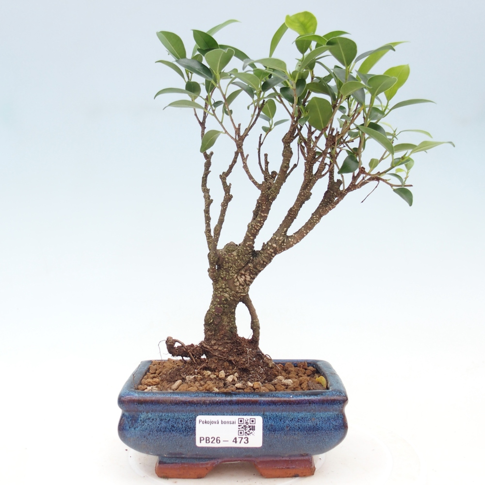 Room bonsai - Ficus retusa - small-leaved ficus