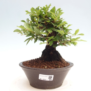 Outdoor bonsai Dogwood - Cornus Mas - e-bonsai.com