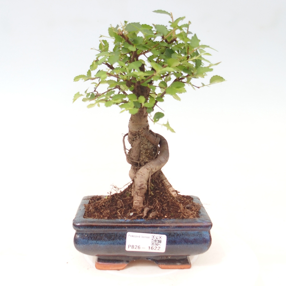 Room bonsai - Ulmus parvifolia - Small-leaved elm