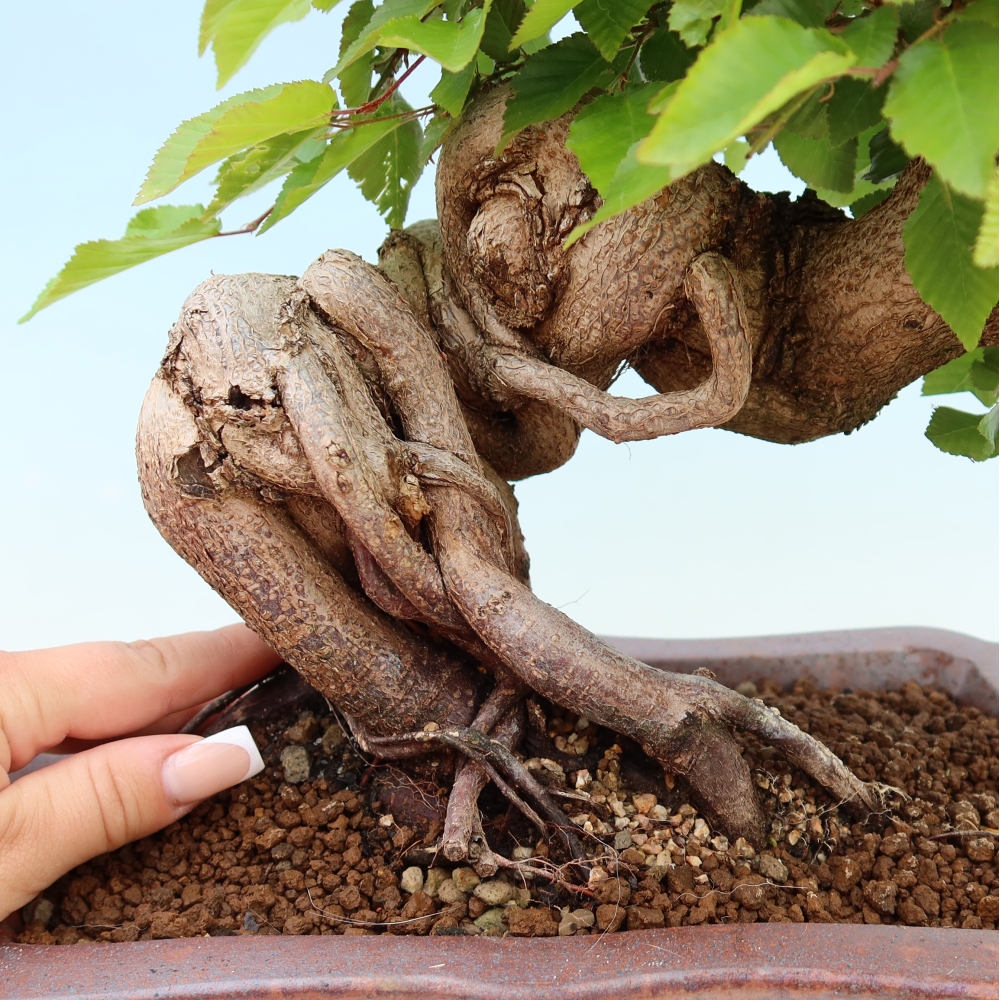 Outdoor bonsai -Carpinus coreana - Korean Hornbeam