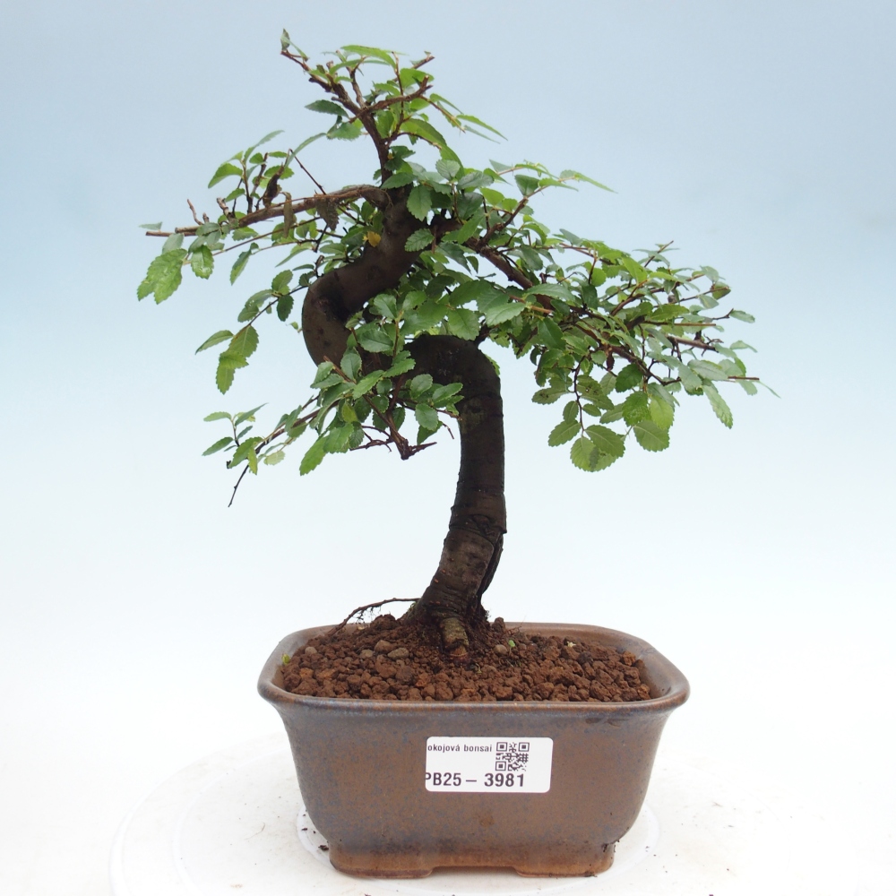 Room bonsai - Ulmus parvifolia - Small-leaved elm