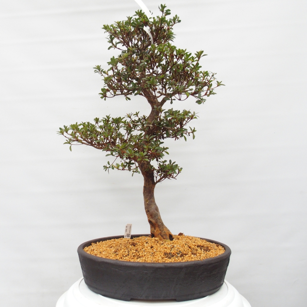 Outdoor bonsai - Japanese Azalea - Azalea Hanatsuzuri