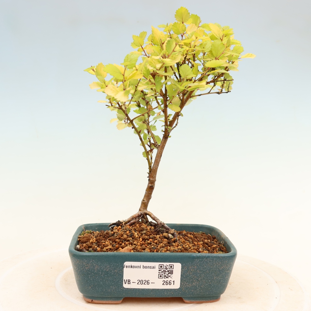 Outdoor Bonsai - Dwarf Birch - Betula NANA Golden Treasure