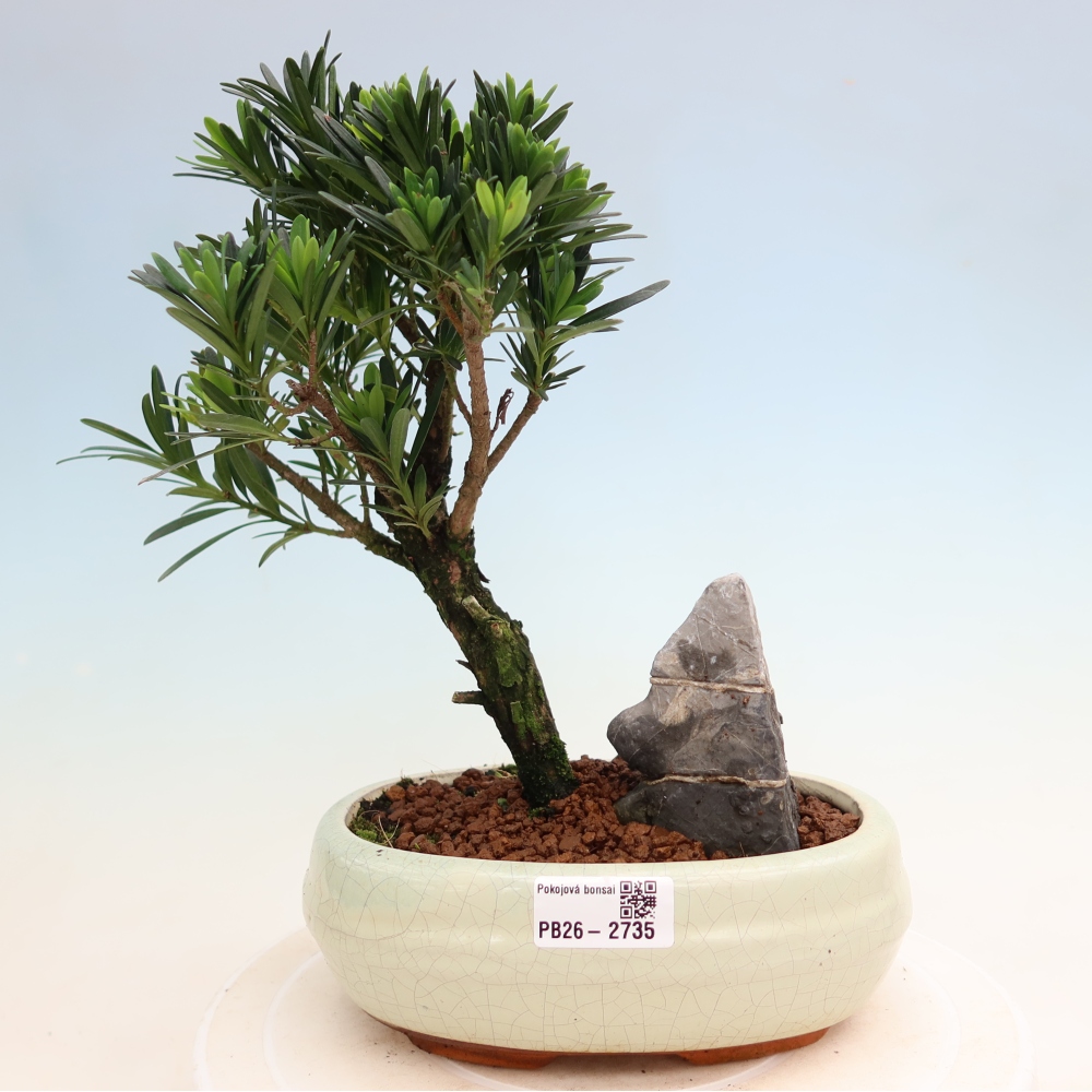 Room bonsai - Podocarpus - Stone Yew