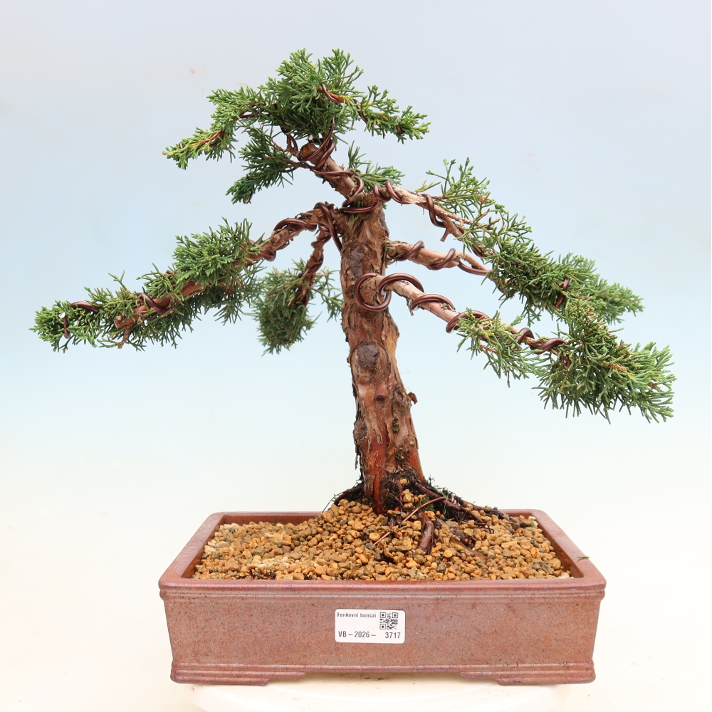 Outdoor bonsai - Juniperus chinensis Kishu
