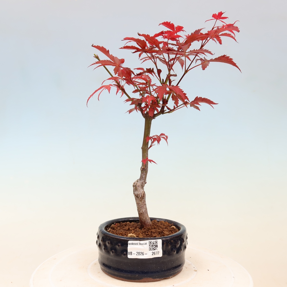 Outdoor bonsai - Acer palm. Atropurpureum-Javor palmate