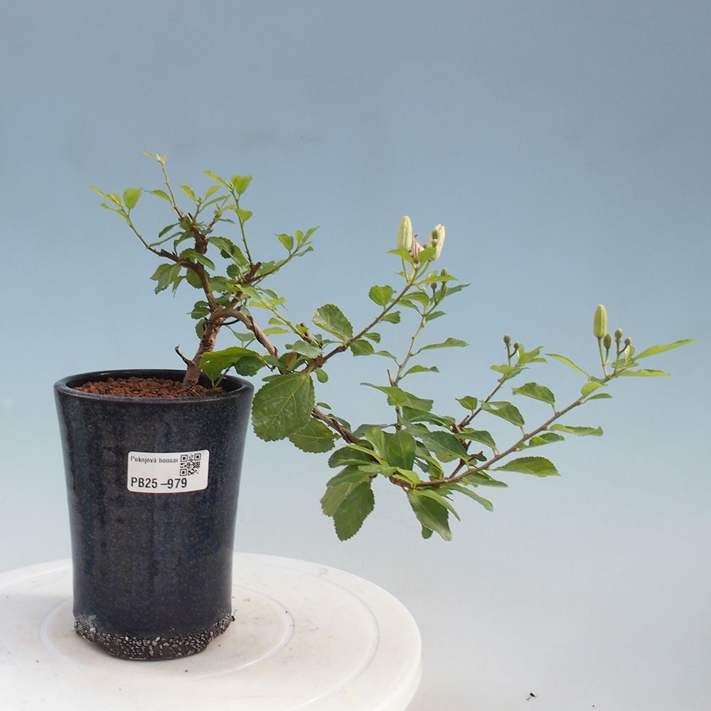 Indoor bonsai - Grewia occidentalis - Lavender star