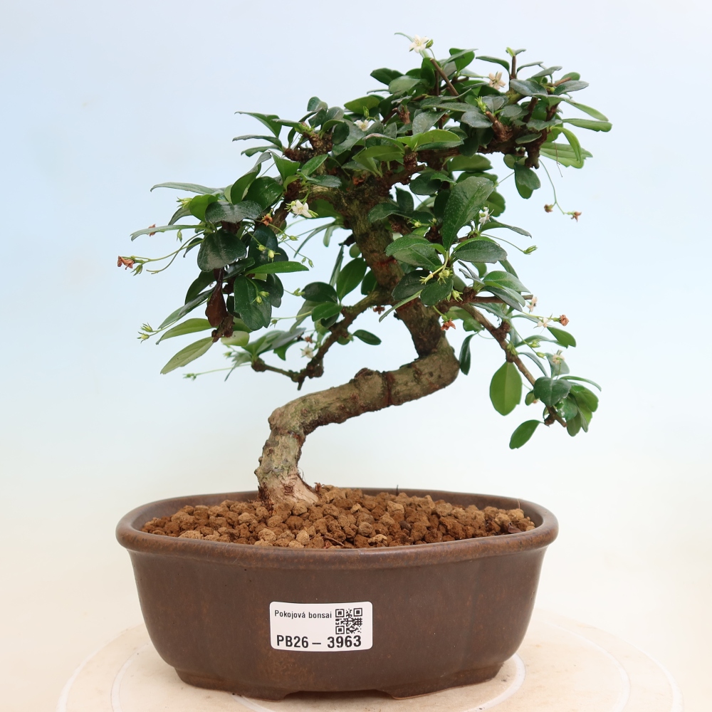 Room bonsai - Carmona macrophylla - Tea fuki