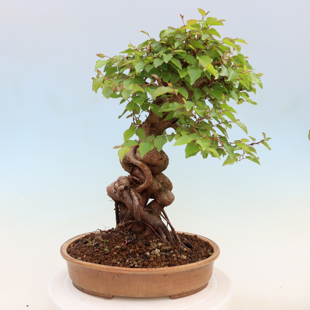 Outdoor bonsai -Carpinus coreana - Korean Hornbeam