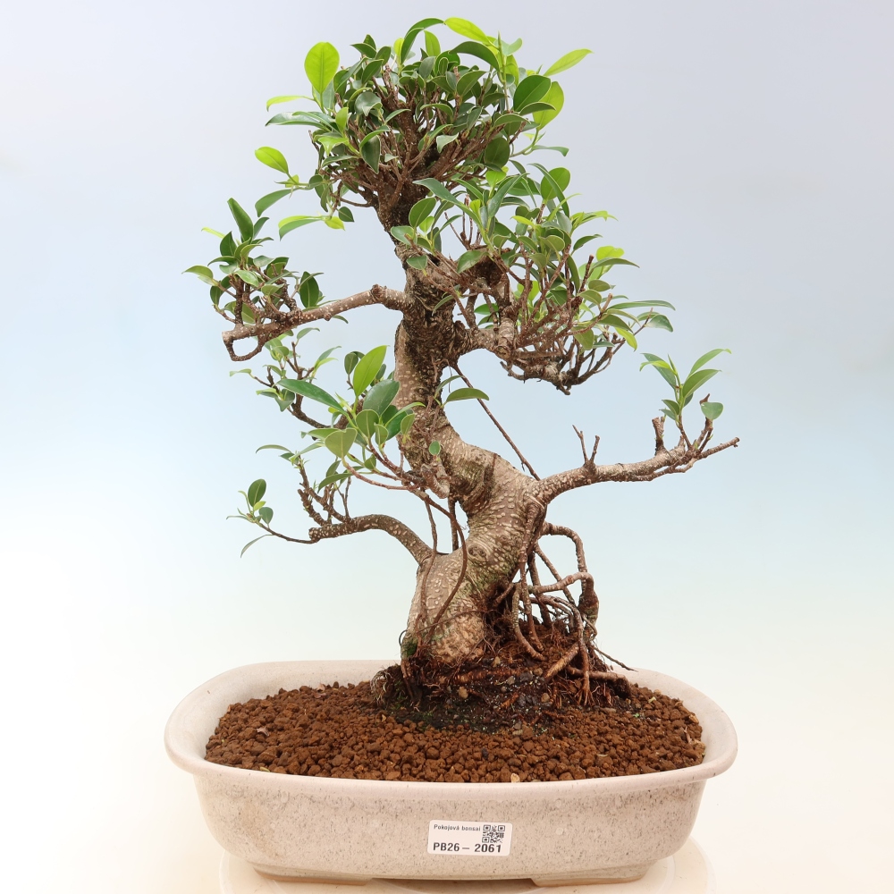 Room bonsai - Ficus kimmen - small-leaved ficus