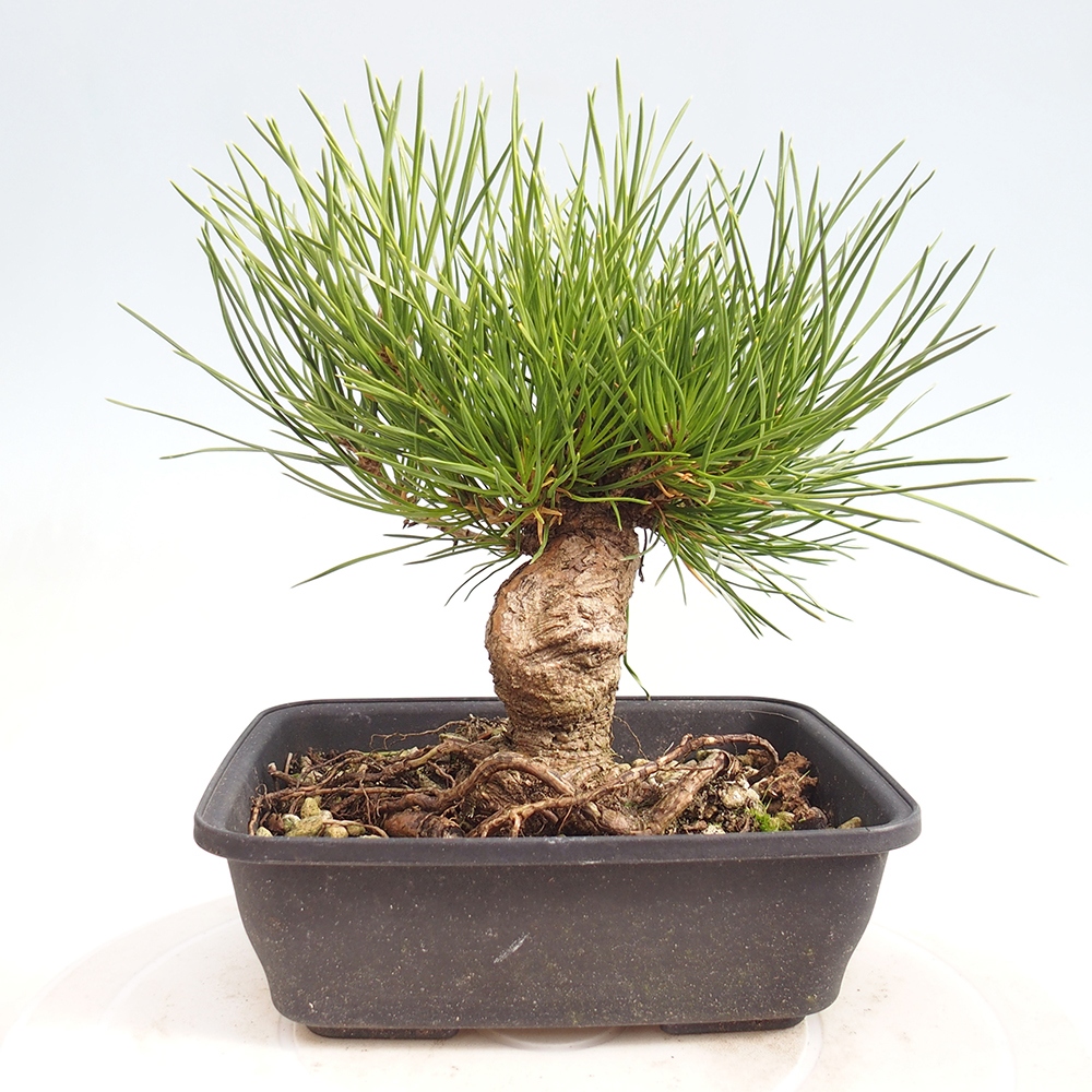 Outdoor bonsai - Pinus thunbergii - Thunberg pine