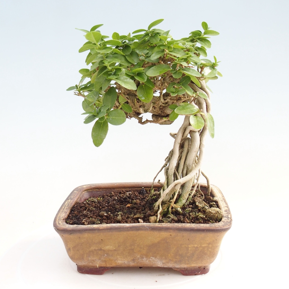 Indoor bonsai - Premna serratifolia - Kozlovon small-leaved