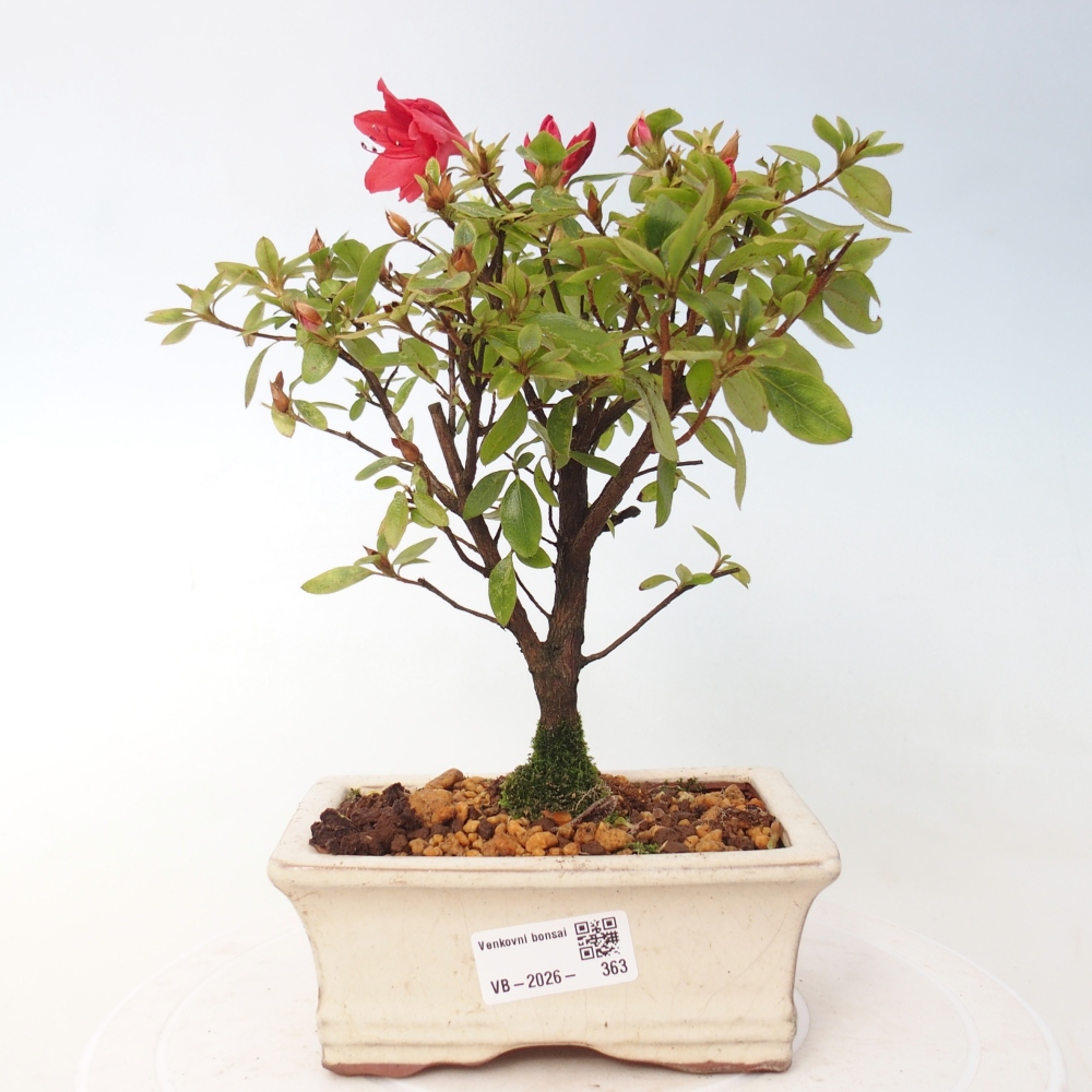 Outdoor bonsai - Japanese azalea - Azalea sp.