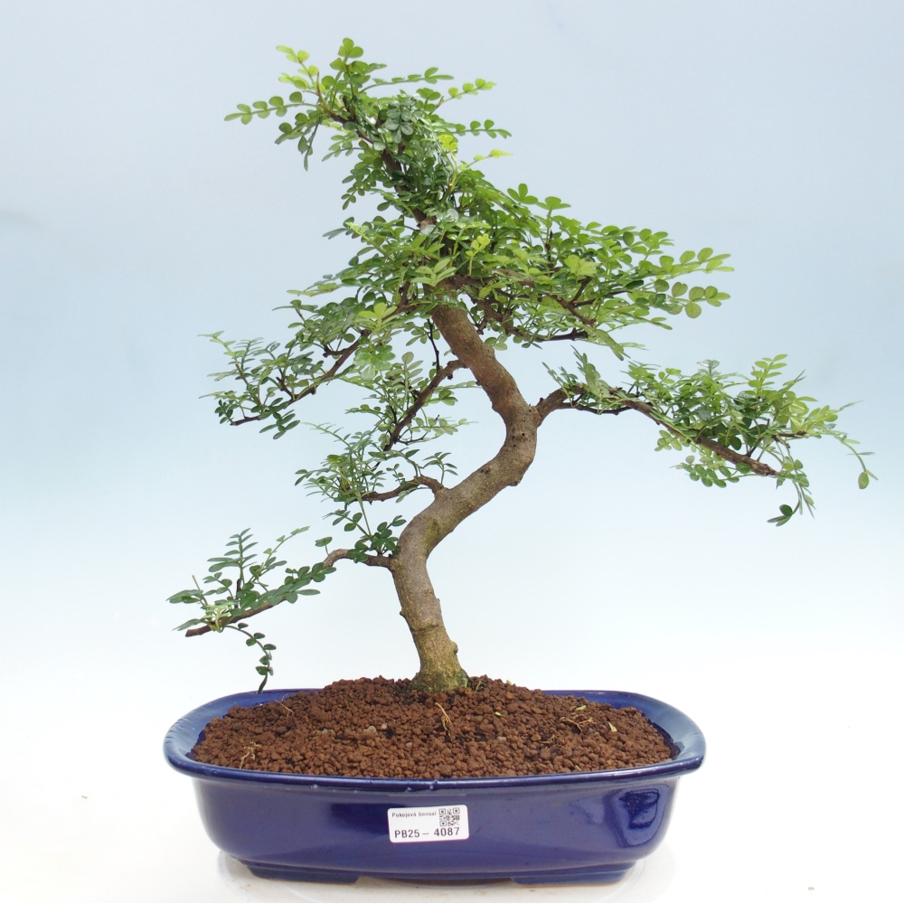 Room bonsai - Zantoxylum piperitum - pepper tree
