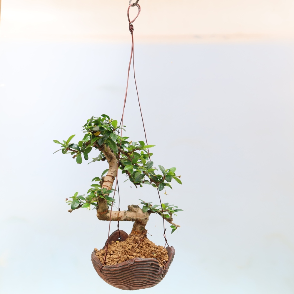 Kokedama in a Ceramic Pot - Chay-fuki - Carmona macrophylla