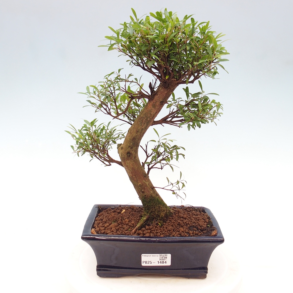 Room bonsai - Syzygium - Pimentovník