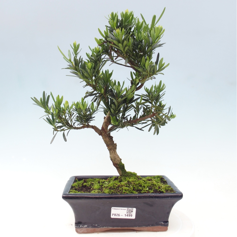 Room bonsai - Podocarpus - Stone Yew
