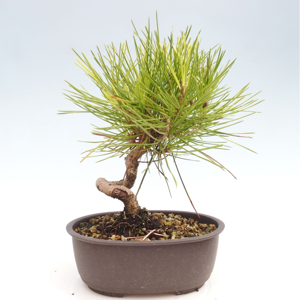 Outdoor bonsai - Pinus thunbergii - Thunbergia pine