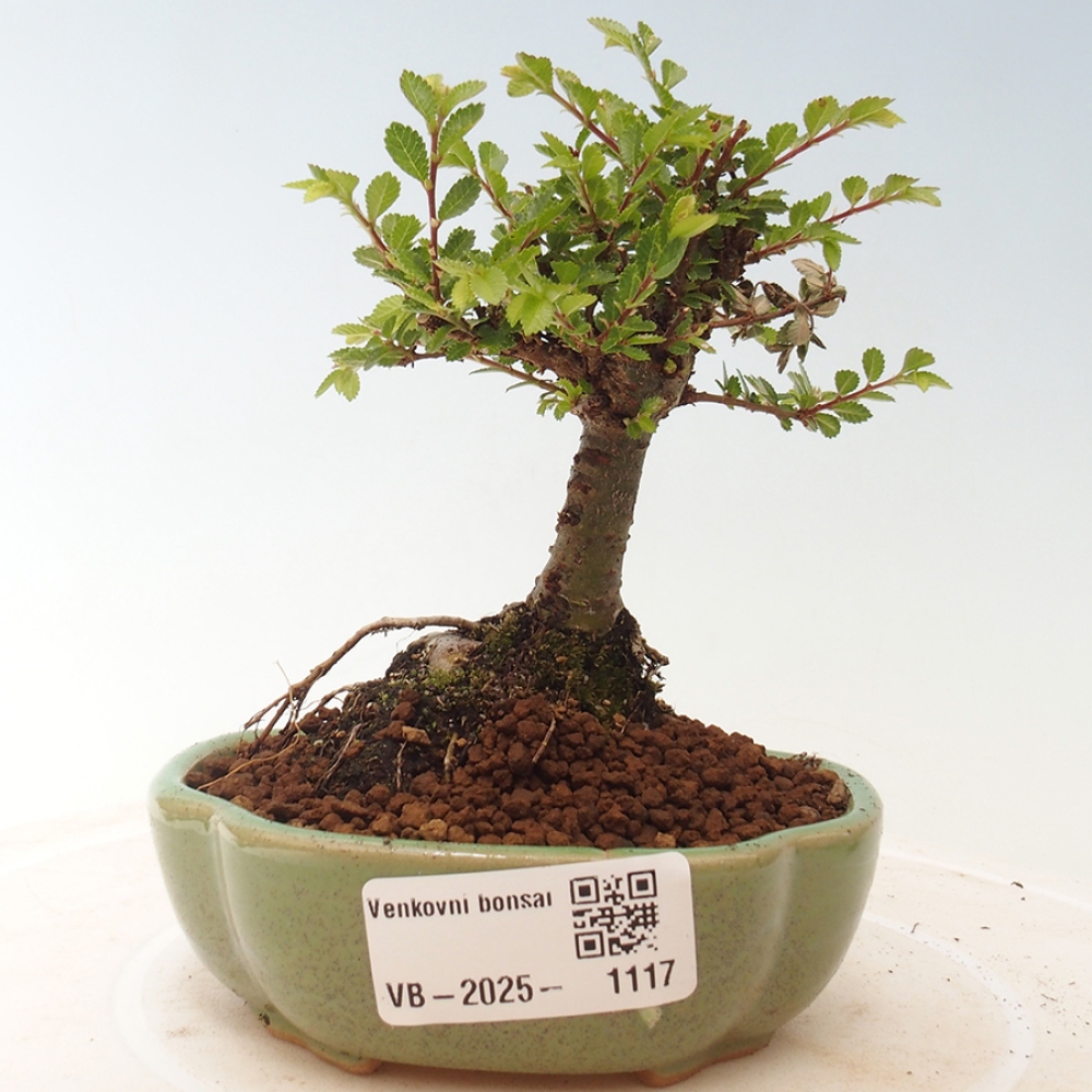 Outdoor bonsai - Ulmus parvifolia Sagei - Small-leaved elm
