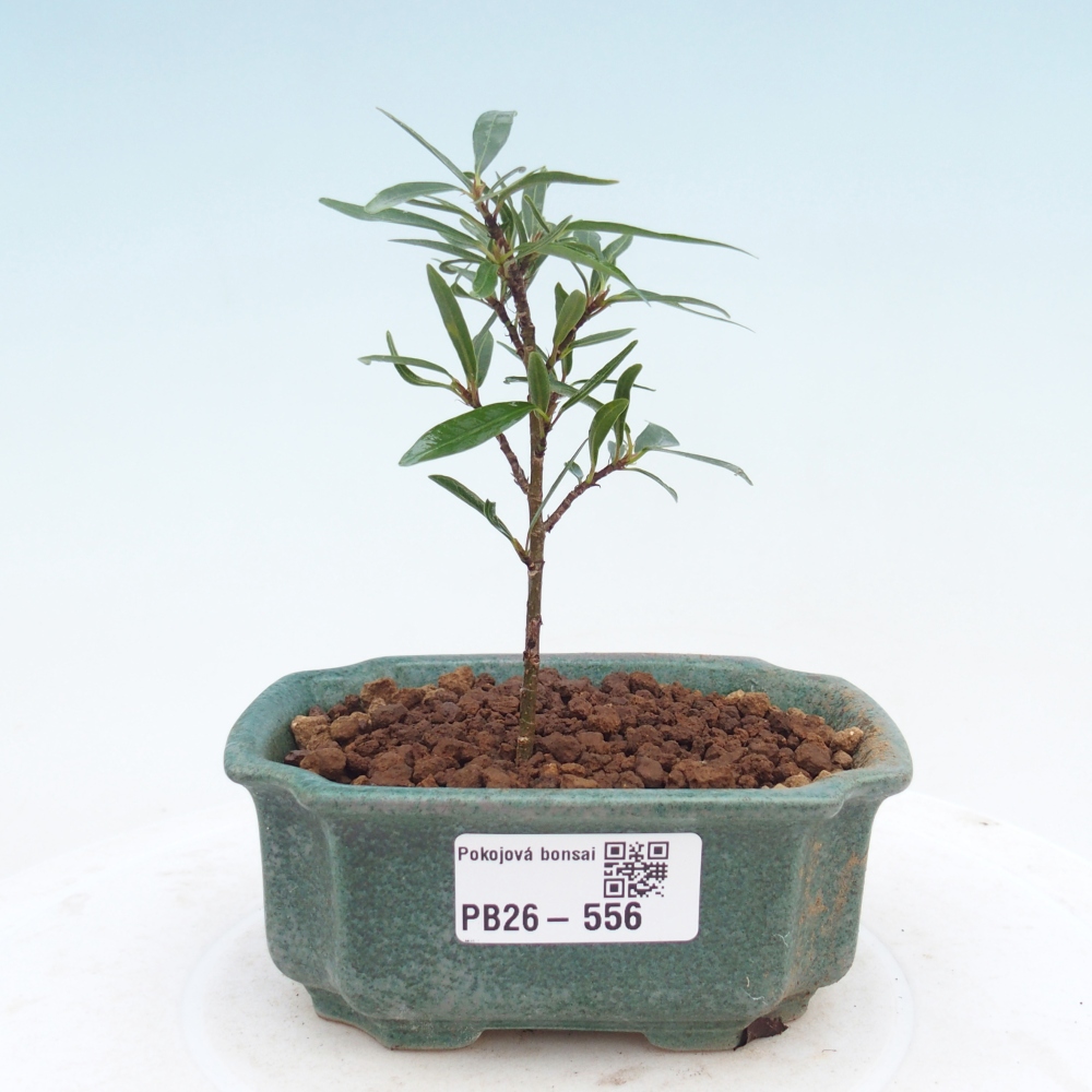 Room bonsai - Ficus nerifolia - small-leaved ficus