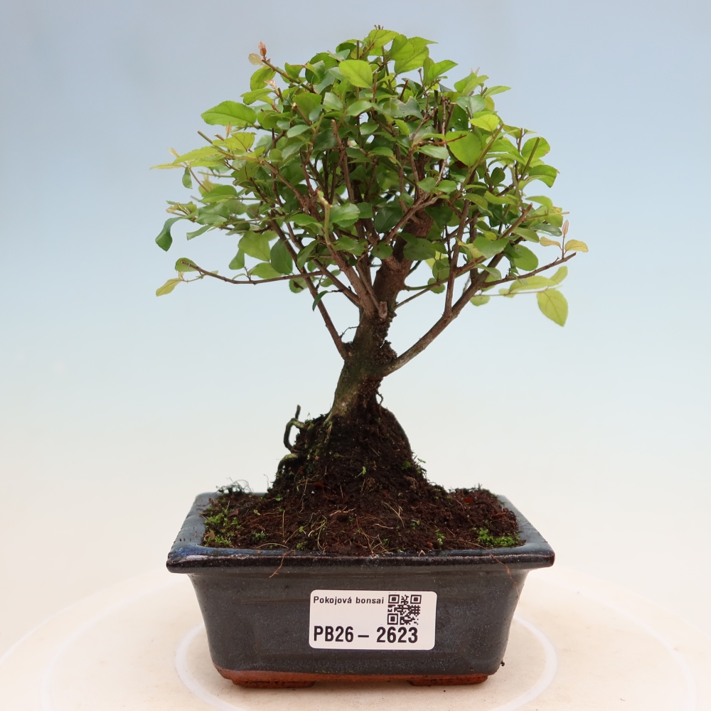 Room bonsai - Sageretia thea - Sageretia thea