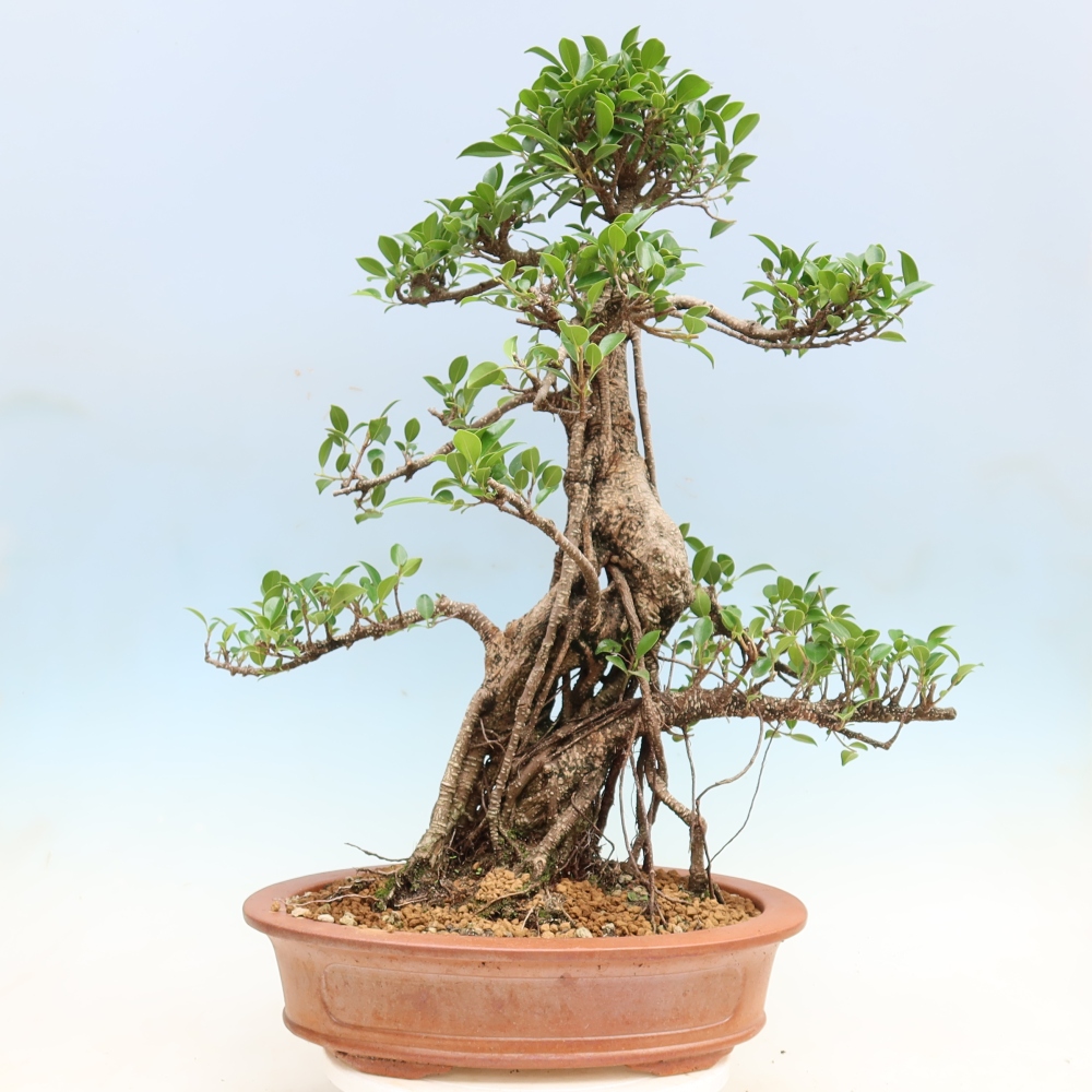 Room bonsai - Ficus kimmen - small-leaved ficus