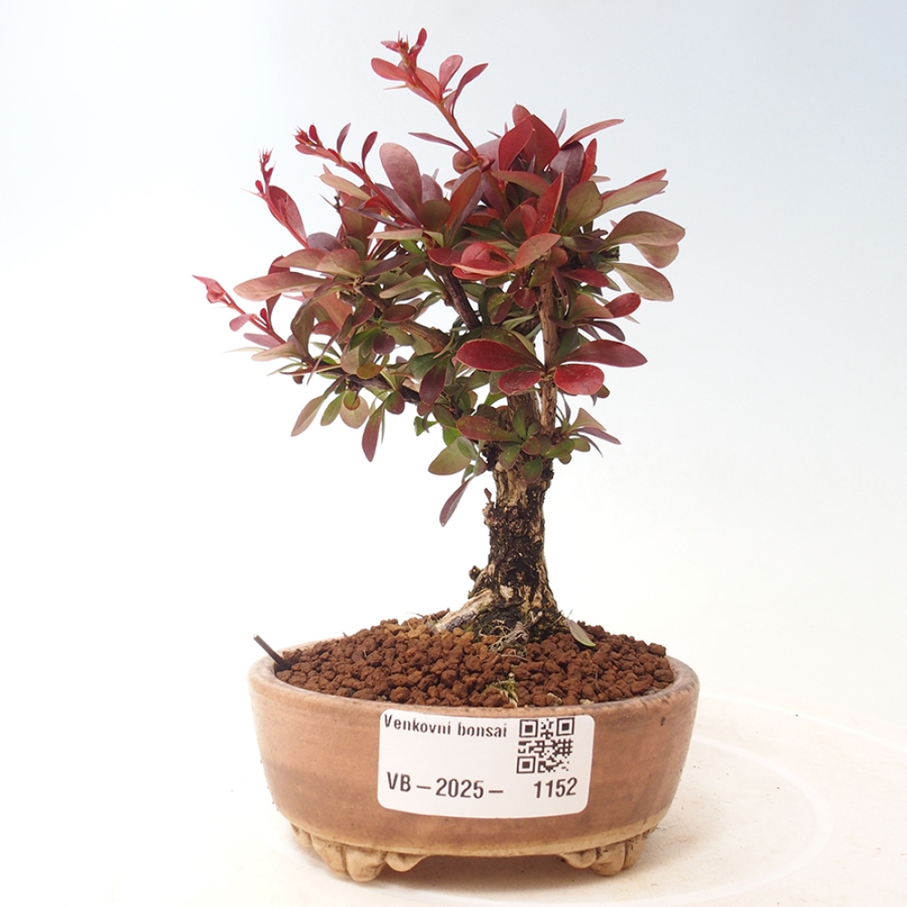 Outdoor bonsai - Berberis thunbergii Kobold - Dřištál Thunberg's